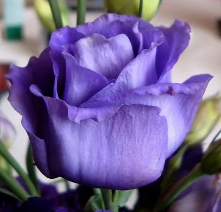 Eustoma - a crescut de dragoste