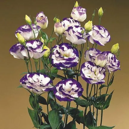 Eustoma - a crescut de dragoste