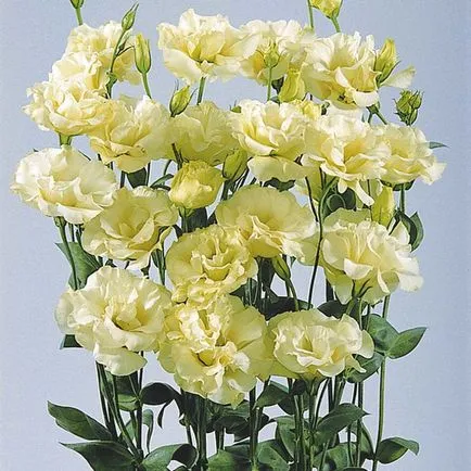 Eustoma - a crescut de dragoste