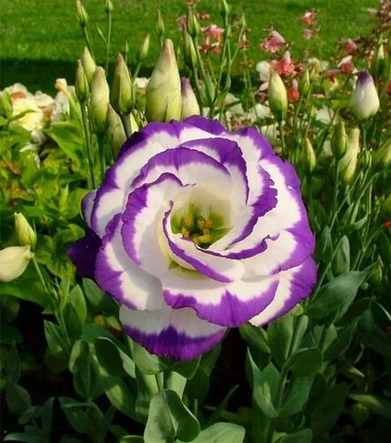 Eustoma - a crescut de dragoste