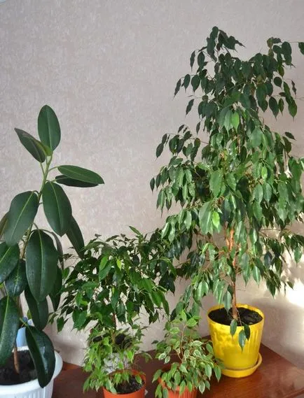 Ficus Benjamin Daniel