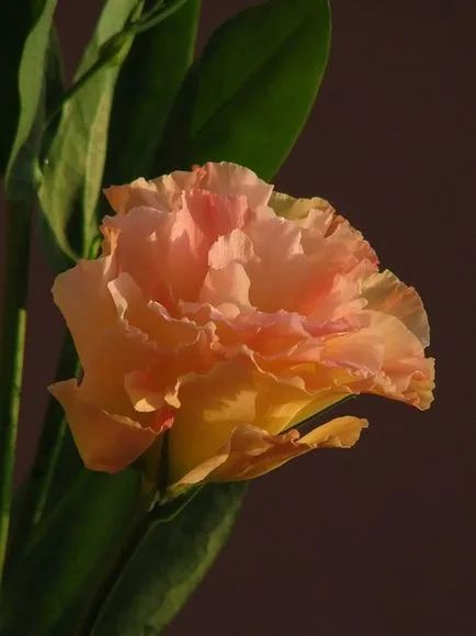 Eustoma - a crescut de dragoste