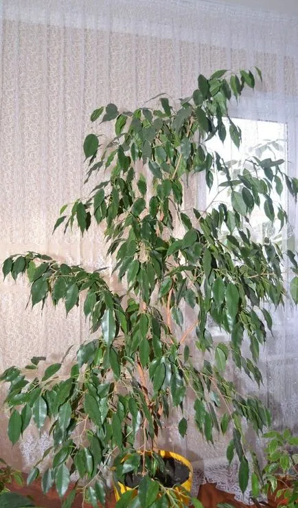 Ficus Benjamin Daniel