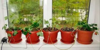 Gardenia ellátás az otthoni gondozása gardénia