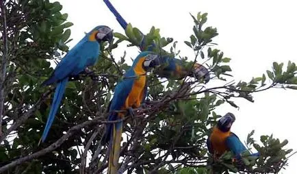Jácint ara, kék ara, kék és sárga ara (fotó és videó)