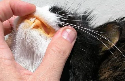 Hepatotoxicitate la pisici prezentare generală a bolii