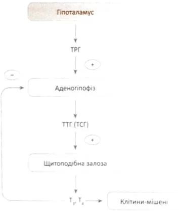 hormoni tiroidieni, reglarea secreției de hormoni tiroidieni