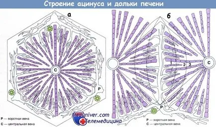 Хистология на черния дроб и неговата функционална анатомия