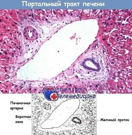 Histologie a ficatului și a anatomiei sale funcționale