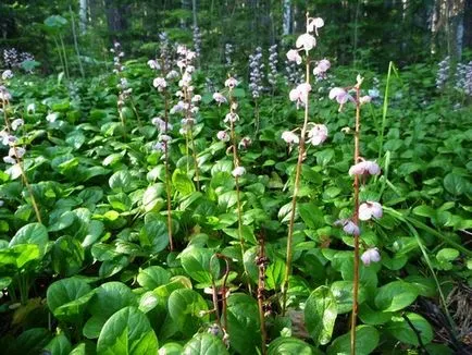 Wintergreen rotundifolia în soluție ginecologie la probleme de infertilitate