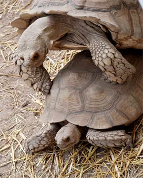 Érdekes tény a teknősök News Ukrajna
