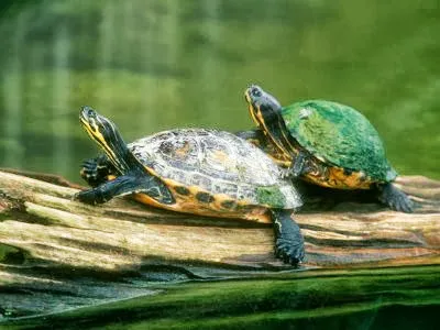 Érdekességek a teknősök
