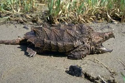 Érdekes tény a teknősök News Ukrajna