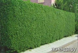 Hedge de privet