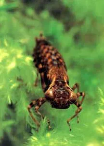 Cum de a fotografia natura - fotografiere insecte de călătorie în Karelia