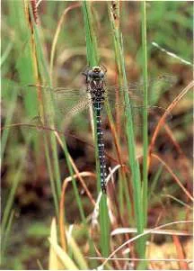 Cum de a fotografia natura - fotografiere insecte de călătorie în Karelia