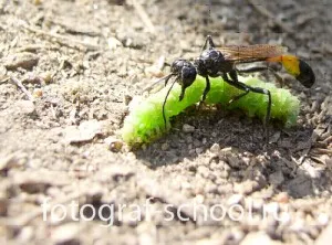 Cum de a face fotografii de insecte