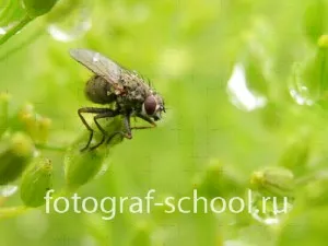 Cum de a face fotografii de insecte