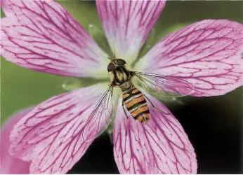 Hogyan lehet fényképezni a természetet - forgatás rovarok utazásra Karélia