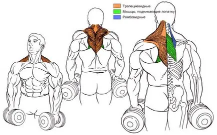 Cum de a construi mușchii gâtului la domiciliu