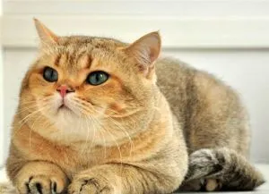 Cum de a preveni bolile dentare într-o pisică britanic - pepinieră de pisici britanice de culori rare