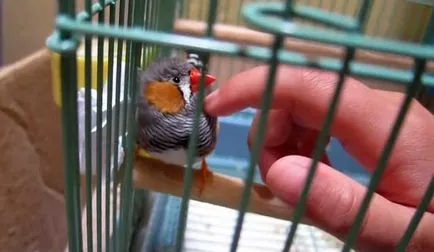 Cum să tren Finch în mână, dacă Finch îmblânzi (foto)