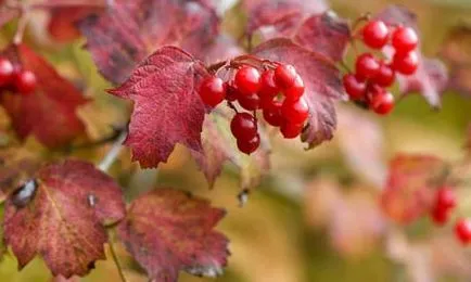 Hogyan készítsük elő a bort Viburnum otthon