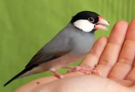 Cum să tren Finch în mână, dacă Finch îmblânzi (foto)