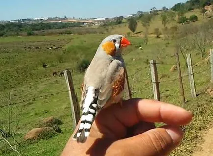 Cum să tren Finch în mână, dacă Finch îmblânzi (foto)