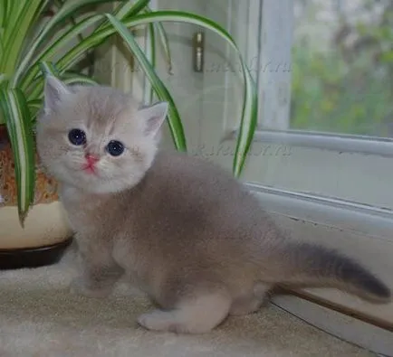 Cum de a preveni bolile dentare într-o pisică britanic - pepinieră de pisici britanice de culori rare