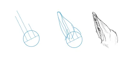 Cum de a desena un cal animale, anatomia lor și postura