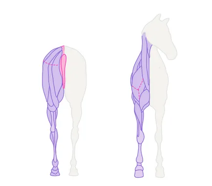 Hogyan kell felhívni a ló állatok, az anatómia és a testtartás