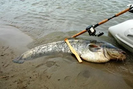 Hogyan készítsünk egy croaker harcsa kezeddel, utasítások fotókkal