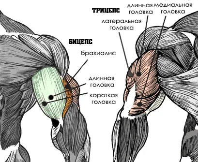 Cum de a menține masei musculare