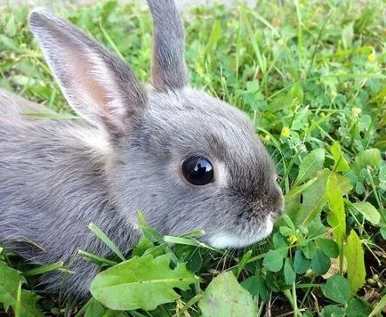 Cum de a alege un iepure animale de companie