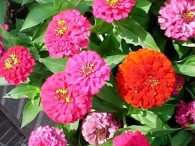 Úgy néznek ki, mint a virágok Zinnia elegans, kaktusovidnaya és kaliforniai óriás