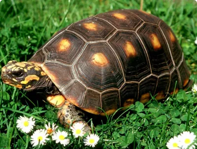 Cum să meargă la țestoasă, regulile de mers pe jos de broască țestoasă