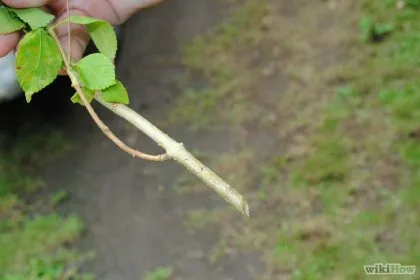 Cum de a cultiva plante de la butași