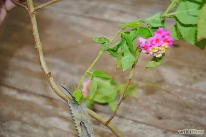 Cum de a cultiva plante de la butași