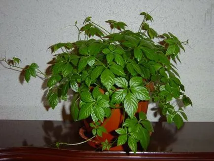 Cum să crească plante cățărătoare