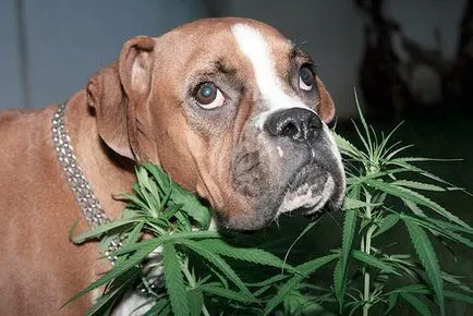 Cannabis és háziállatok, mi fog történni, ha a kutya megeszi a marihuána, mj Novosti