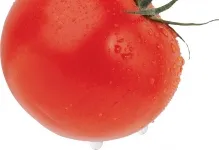 Tomate comentarii explozie și fotografiile care au plantat descrierea și caracterizarea soiurilor de tomate, precum și cele