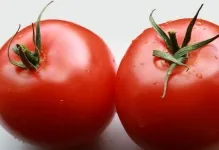 Tomate comentarii explozie și fotografiile care au plantat descrierea și caracterizarea soiurilor de tomate, precum și cele