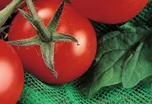 Tomate comentarii explozie și fotografiile care au plantat descrierea și caracterizarea soiurilor de tomate, precum și cele