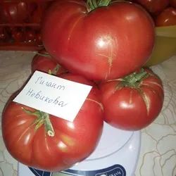 gigant de tomate Descrierea Novikov a soiului, recenzii, fotografii