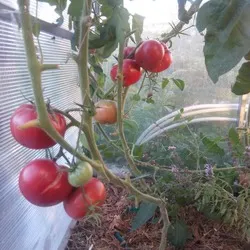 gigant de tomate Descrierea Novikov a soiului, recenzii, fotografii