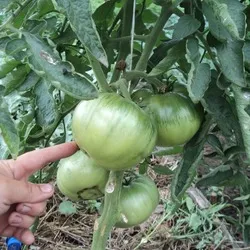 gigant de tomate Descrierea Novikov a soiului, recenzii, fotografii