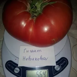 gigant de tomate Descrierea Novikov a soiului, recenzii, fotografii