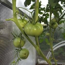 gigant de tomate Descrierea Novikov a soiului, recenzii, fotografii