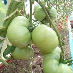 gigant de tomate Descrierea Novikov a soiului, recenzii, fotografii